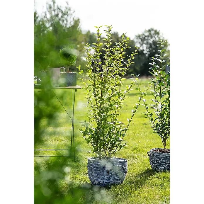 Pflanzen für dich Liguster 40-60 cm - Ligustrum ovalifolium 'Aureum', Aktuelle Wuchshöhe: 40 cm - 60 cm - Graue geflochtene Pflanzgefäße mit grünen Pflanzen.