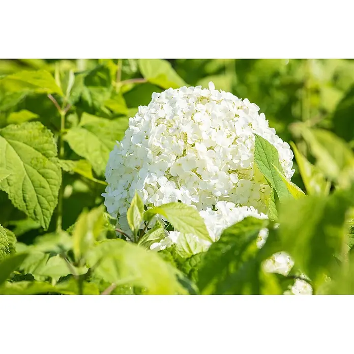 Pflanzen für dich Ballhortensie 40-60 cm - Hydrangea arborescens 'Annabelle', Weiß - Weiße Hortensienblüte, umgeben von grünen Blättern.