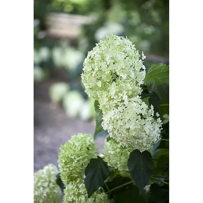 Pflanzen für dich Ballhortensie 40-60 cm - Hydrangea arborescens 'Annabelle', Weiß - Zwei große, leuchtend hellgrüne Hortensienblüten an einem Strauch mit dunkelgrünen Blättern im Garten.