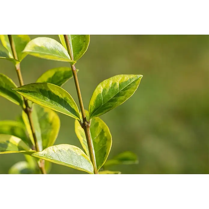 Pflanzen für dich Liguster 40-60 cm - Ligustrum ovalifolium 'Aureum', Aktuelle Wuchshöhe: 40 cm - 60 cm - Glänzende grüne und gelbe panaschierte Blätter an einem Pflanzenstiel.