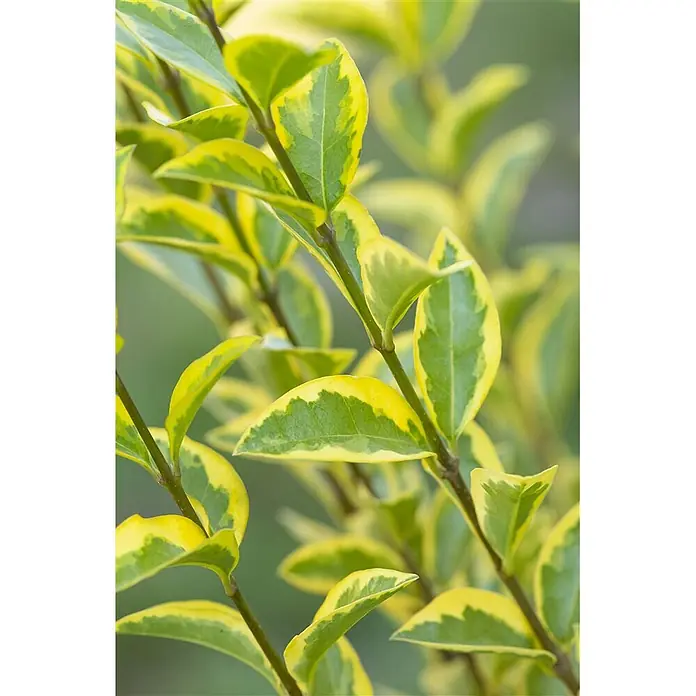 Pflanzen für dich Liguster 40-60 cm - Ligustrum ovalifolium 'Aureum', Aktuelle Wuchshöhe: 40 cm - 60 cm - Nahaufnahme einer Pflanze mit panaschierten grünen Blättern mit gelbem Rand.