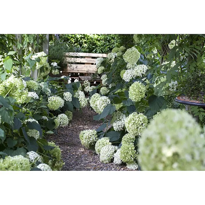 Pflanzen für dich Ballhortensie 40-60 cm - Hydrangea arborescens 'Annabelle', Weiß - Ein ruhiger Gartenweg, gesäumt von üppigen weißen und hellgrünen Hortensien, führt zu einer rustikalen Holzbank.