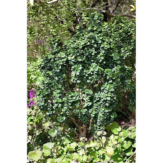 Pflanzen für dich Liguster Japanischer Liguster - Ligustrum japonicum 'Rotundifolium', Aktuelle Wuchshöhe: 80 cm - 90 cm - Dichter Busch mit kleinen, runden grünen Blättern, der in einem Garten zwischen anderen Pflanzen und violetten Blüten wächst.