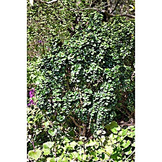philodendron mottled dragon Philodendron Mottled Golden Dragon – Secret Garden Plant Shop main image 0