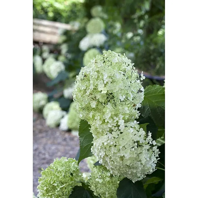 Pflanzen für dich Ballhortensie 40-60 cm - Hydrangea arborescens 'Annabelle', Weiß - Nahaufnahme einer großen Gruppe hellgrüner Hortensienblüten im Garten.