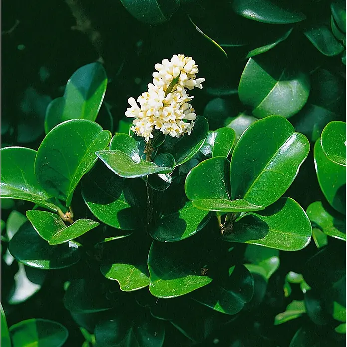 Pflanzen für dich Liguster Japanischer Liguster - Ligustrum japonicum 'Rotundifolium', Aktuelle Wuchshöhe: 80 cm - 90 cm - Nahaufnahme einer Pflanze mit glänzenden, dunkelgrünen ovalen Blättern und einer zentralen Gruppe kleiner weißer Blüten mit gelben Zentren.