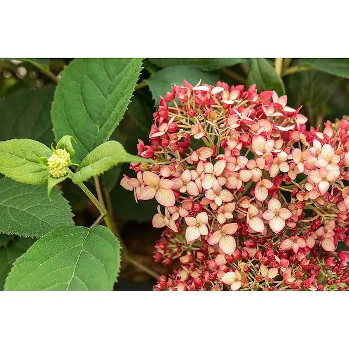 Pflanzen für dich Ballhortensie 40-60 cm - Hydrangea arborescens 'Ruby Annabelle', Rosa - Nahaufnahme von rosa und roten Hortensienblüten in Blüte neben grünen Blättern und einer Knospe.
