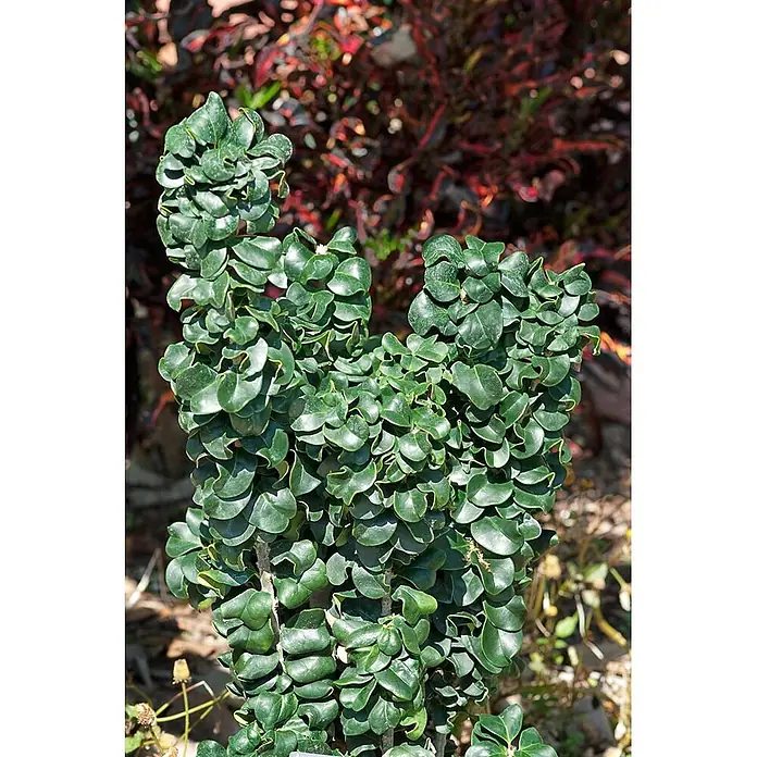 Pflanzen für dich Liguster Japanischer Liguster - Ligustrum japonicum 'Rotundifolium', Aktuelle Wuchshöhe: 80 cm - 90 cm - Ein leuchtend grüner Strauch mit dichten, gelockten Blättern, im Freien wachsend.
