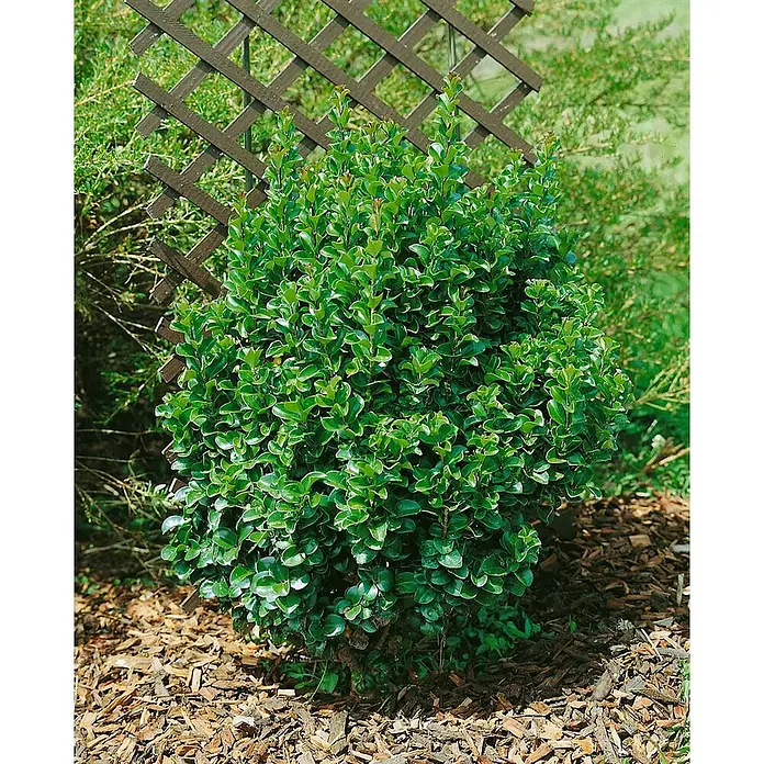 Pflanzen für dich Liguster Japanischer Liguster - Ligustrum japonicum 'Rotundifolium', Aktuelle Wuchshöhe: 80 cm - 90 cm - Ein üppiger, kompakter grüner Strauch mit kleinen glänzenden Blättern, gepflanzt in einem Mulchbeet vor einem braunen Spalier.