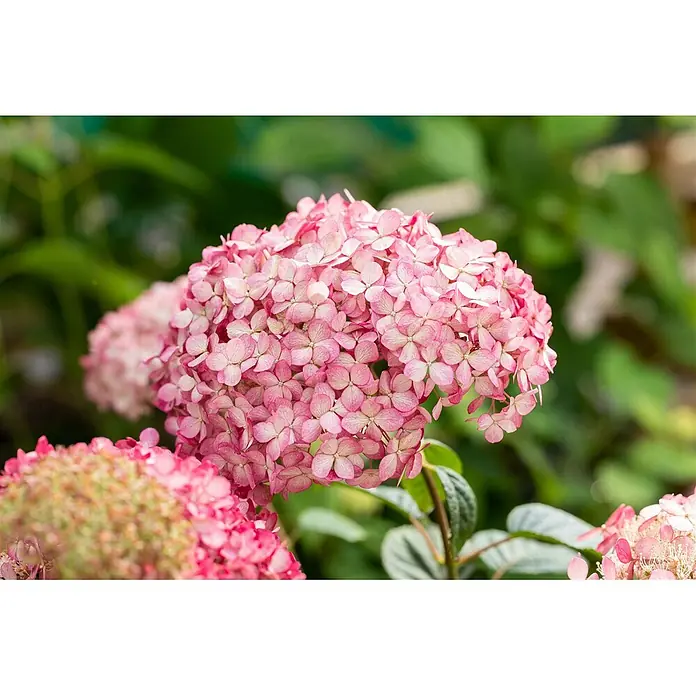 Pflanzen für dich Ballhortensie 40-60 cm - Hydrangea arborescens 'Ruby Annabelle', Rosa - Ein großer Blütenstand hellrosa Hortensien mit vielen kleinen Blütenblättern, die die runde Blüte bilden.