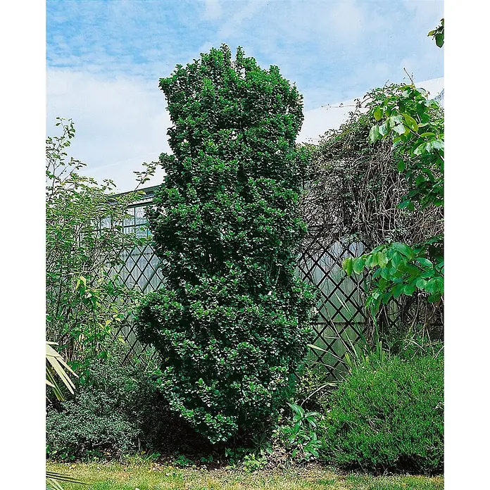 Pflanzen für dich Liguster Japanischer Liguster - Ligustrum japonicum 'Rotundifolium', Aktuelle Wuchshöhe: 80 cm - 90 cm - Hohe, dunkelgrüne säulenförmige immergrüne Pflanze mit dichtem Laub im Garten.