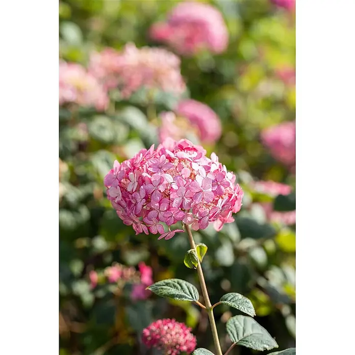 Pflanzen für dich Ballhortensie 40-60 cm - Hydrangea arborescens 'Ruby Annabelle', Rosa - Nahaufnahme einer leuchtend rosa Hortensienblüte an grünem Stiel, mit weiteren unscharfen rosa Hortensien im Hintergrund.