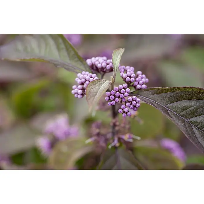 Pflanzen für dich Chinesische Schönfrucht 40-60 cm - Callicarpa bodinieri 'Profusion', Aktuelle Wuchshöhe: 40 cm - 60 cm - Nahaufnahme einer Pflanze mit Büscheln kleiner, runder violetter Blütenknospen und dunkelgrünen Blättern.