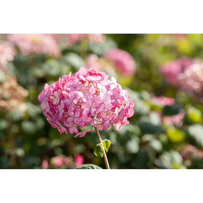 Pflanzen für dich Ballhortensie 40-60 cm - Hydrangea arborescens 'Ruby Annabelle', Rosa - Eine leuchtend rosa Hortensienblüte, eine runde Ansammlung kleiner Blüten, an einem Stiel vor verschwommenem Grün.