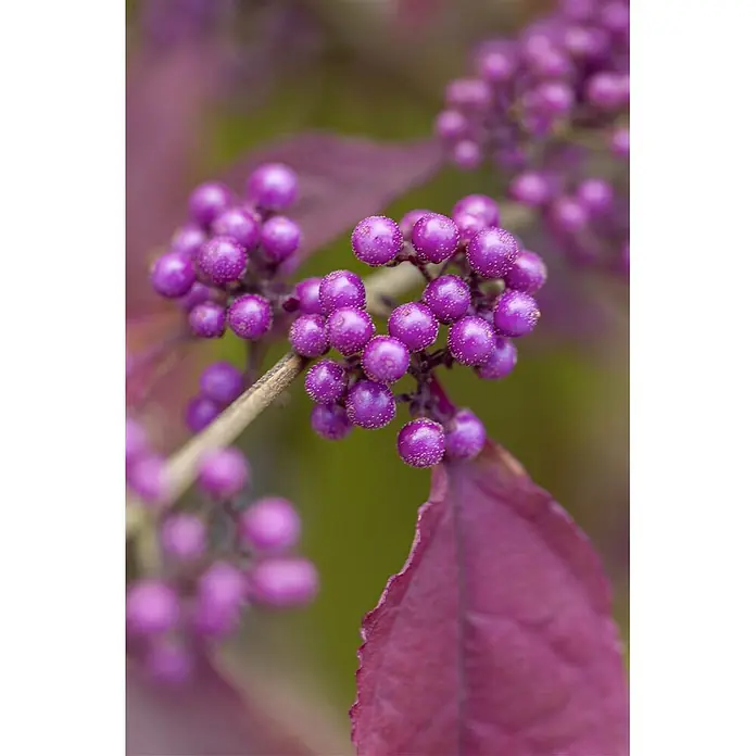 Pflanzen für dich Chinesische Schönfrucht 40-60 cm - Callicarpa bodinieri 'Profusion', Aktuelle Wuchshöhe: 40 cm - 60 cm - Leuchtend violette Beeren mit texturierter Oberfläche an einem Zweig mit dunkelvioletten Blättern.