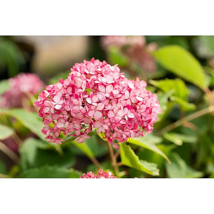Pflanzen für dich Ballhortensie 40-60 cm - Hydrangea arborescens 'Ruby Annabelle', Rosa - Nahaufnahme einer leuchtend rosa Hortensienblüte mit kleinen Blütenblättern.