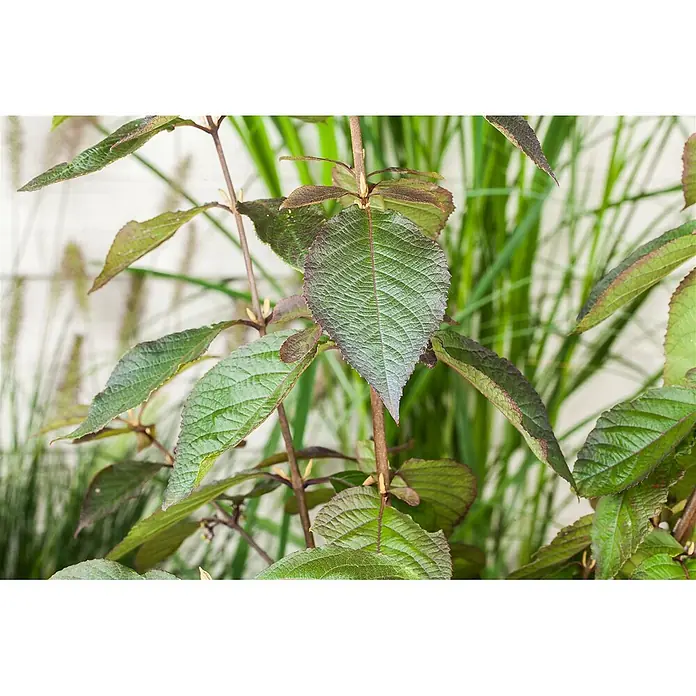 Pflanzen für dich Chinesische Schönfrucht 40-60 cm - Callicarpa bodinieri 'Profusion', Aktuelle Wuchshöhe: 40 cm - 60 cm - Eine Blattpflanze mit texturierten grünen Blättern, einige mit rötlich-braunen Rändern.