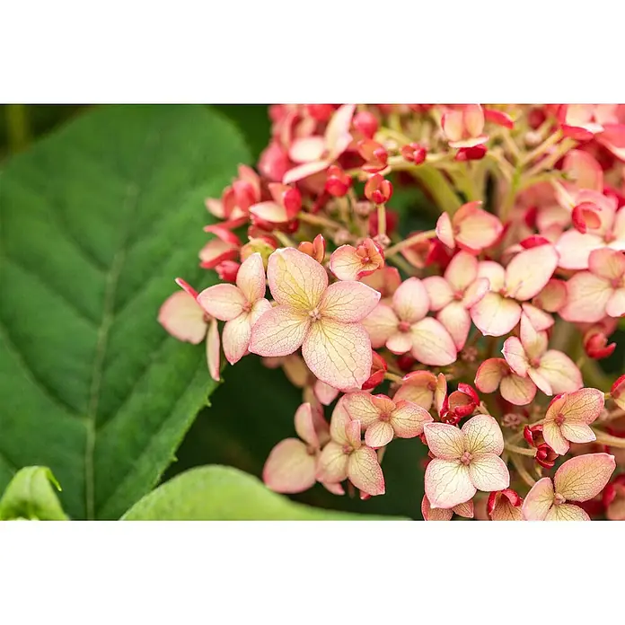 Pflanzen für dich Ballhortensie 40-60 cm - Hydrangea arborescens 'Ruby Annabelle', Rosa - Rosa-cremefarbene Tellerhortensienblüten mit detaillierter Äderung und roten Akzenten.