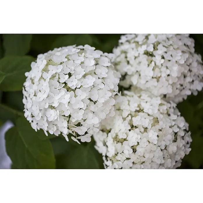 Pflanzen für dich Ballhortensie 40-60 cm - Hydrangea arborescens 'Strong Annabelle', Weiß - Üppige weiße Hortensienblüten in voller Pracht.