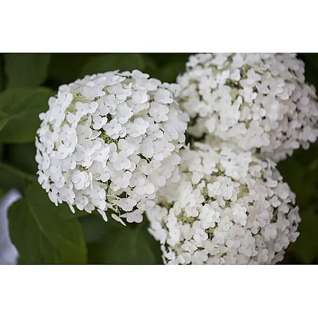 Pflanzen für dich  Ballhortensie 40-60 cm