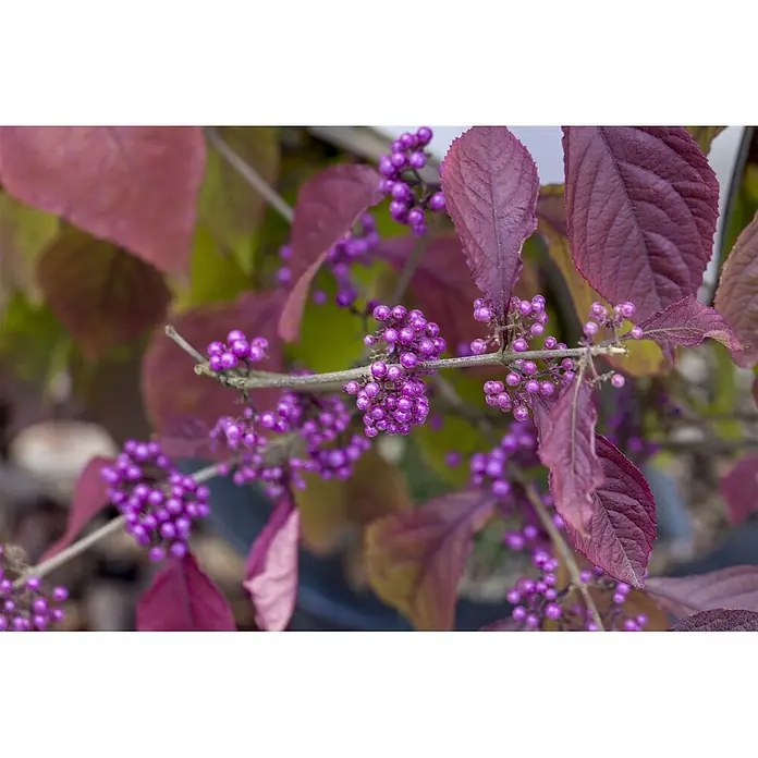 Pflanzen für dich Chinesische Schönfrucht 40-60 cm - Callicarpa bodinieri 'Profusion', Aktuelle Wuchshöhe: 40 cm - 60 cm - Lila Beeren an einem Ast mit rot-violetten Blättern.