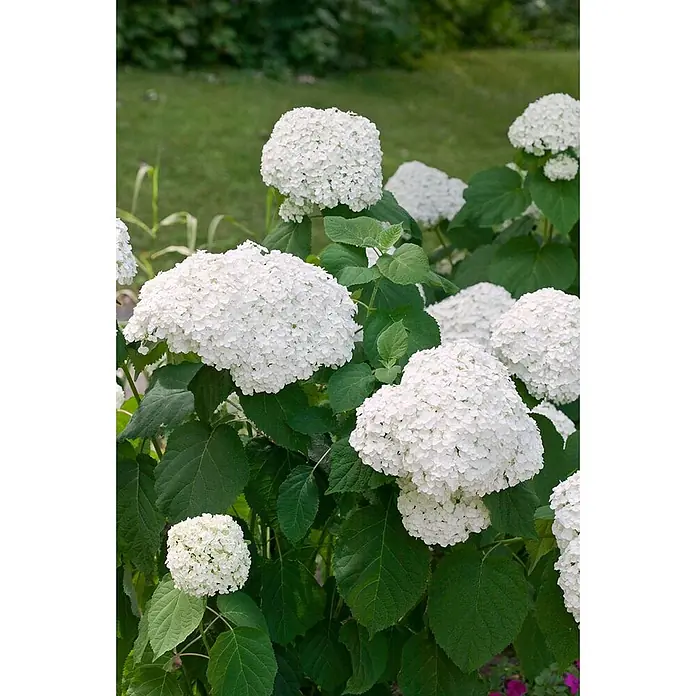 Pflanzen für dich Ballhortensie 40-60 cm - Hydrangea arborescens 'Strong Annabelle', Weiß - Üppiger weißer Hortensienstrauch mit mehreren großen, runden Blütenständen und grünen Blättern.