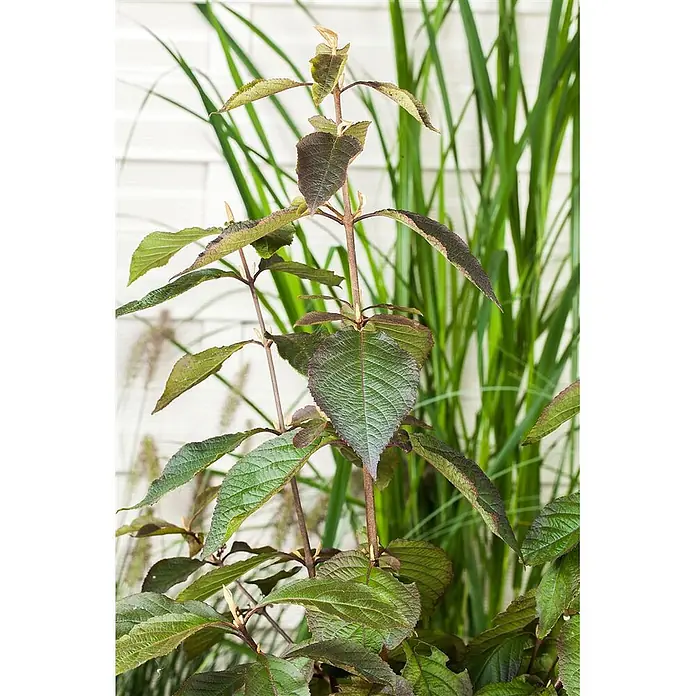 Pflanzen für dich Chinesische Schönfrucht 40-60 cm - Callicarpa bodinieri 'Profusion', Aktuelle Wuchshöhe: 40 cm - 60 cm - Üppige Pflanze mit grünen und rotbraunen, strukturierten Blättern und braunen Stielen vor hohem grünem Gras.