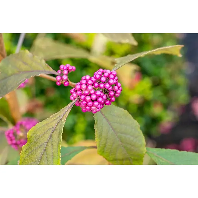Pflanzen für dich Chinesische Schönfrucht 40-60 cm - Callicarpa bodinieri 'Profusion', Aktuelle Wuchshöhe: 40 cm - 60 cm - Ein Zweig mit leuchtend magentafarbenen Beeren und grünen Blättern.