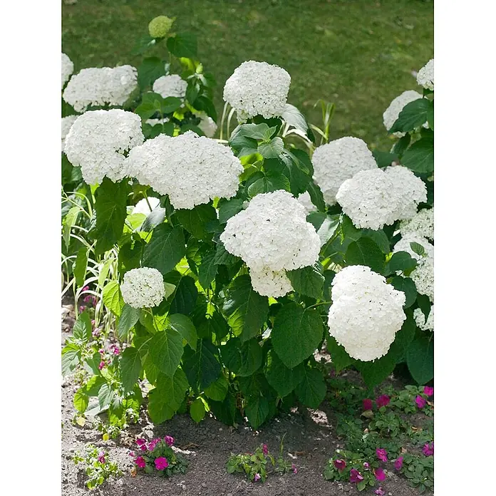 Pflanzen für dich Ballhortensie 40-60 cm - Hydrangea arborescens 'Strong Annabelle', Weiß - Üppige weiße Hortensien blühen in einem Gartenbeet mit grünem Laub und kleineren rosa Blüten.