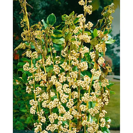 Pflanzen für dich  Chinesische Schönfrucht 100-125 cm