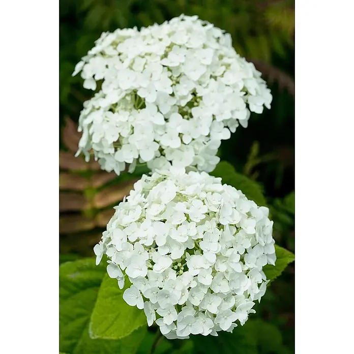 Pflanzen für dich Ballhortensie 40-60 cm - Hydrangea arborescens 'Strong Annabelle', Weiß - Zwei große Büschel weißer Hortensienblüten in voller Blüte.