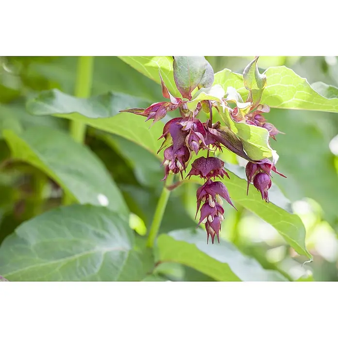 Pflanzen für dich Chinesische Schönfrucht 60-80 cm - Leycesteria formosa 'Purple Rain', Aktuelle Wuchshöhe: 60 cm - 80 cm - Dunkelviolette, glockenförmige Blüten hängen in Büscheln zwischen grünen Blättern.
