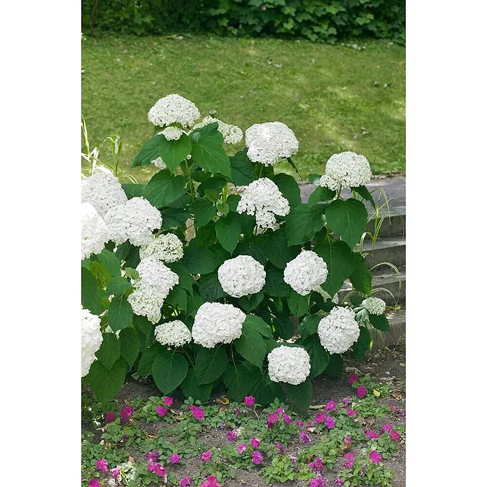 Pflanzen für dich Ballhortensie 40-60 cm - Hydrangea arborescens 'Strong Annabelle', Weiß - Üppige weiße Hortensien blühen in einem lebhaften Garten, mit kleineren rosa Blüten am Boden und grünem Laub.