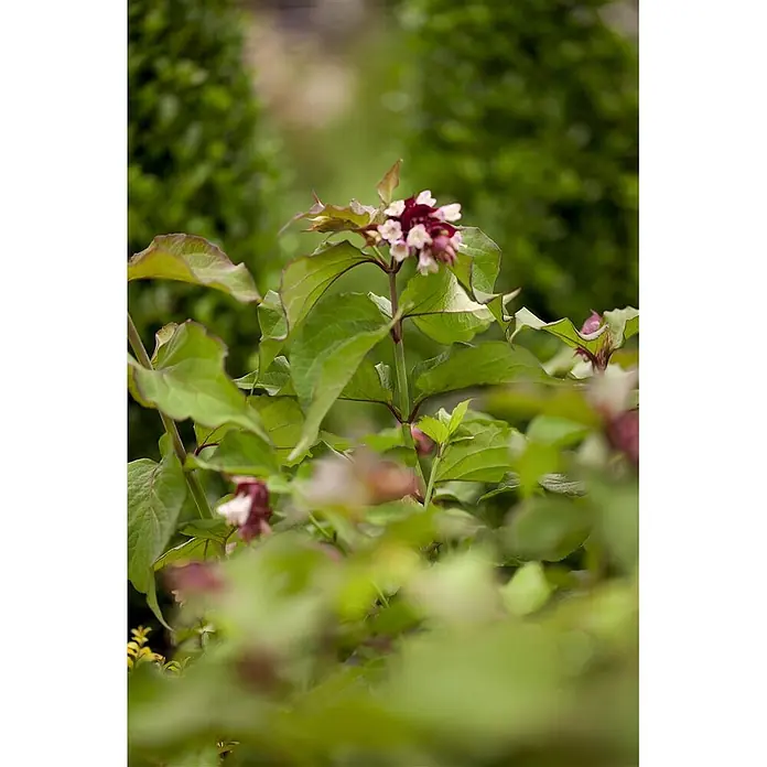 Pflanzen für dich Chinesische Schönfrucht 60-80 cm - Leycesteria formosa 'Purple Rain', Aktuelle Wuchshöhe: 60 cm - 80 cm - Nahaufnahme einer Pflanze mit breiten grünen Blättern und kleinen rosa-burgunderfarbenen Blüten in einem Garten.