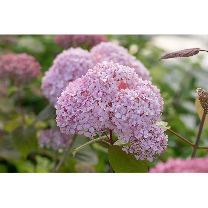Pflanzen für dich Ballhortensie 60-80 cm - Hydrangea arborescens 'Candybelle', Rosa - Nahaufnahme von leuchtend rosa Hortensienblüten mit Morgentau.