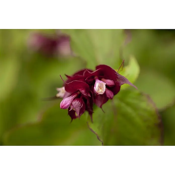Pflanzen für dich Chinesische Schönfrucht 60-80 cm - Leycesteria formosa 'Purple Rain', Aktuelle Wuchshöhe: 60 cm - 80 cm - Dunkelrot-violettes Blütenbüschel mit hellrosa und weißen Zentren.
