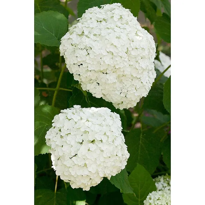 Pflanzen für dich Ballhortensie 40-60 cm - Hydrangea arborescens 'Strong Annabelle', Weiß - Zwei große, runde weiße Hortensienblütenköpfe, eingebettet in grüne Blätter.