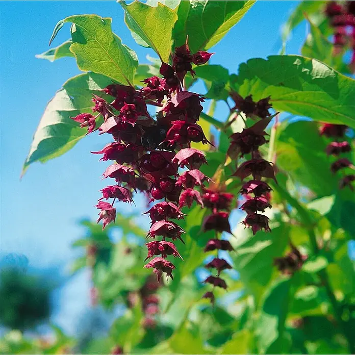 Pflanzen für dich Chinesische Schönfrucht 60-80 cm - Leycesteria formosa 'Purple Rain', Aktuelle Wuchshöhe: 60 cm - 80 cm - Trauben von dunkelroten, glockenförmigen Blüten oder Früchten hängen an einer Pflanze mit grünen Blättern vor blauem Himmel.