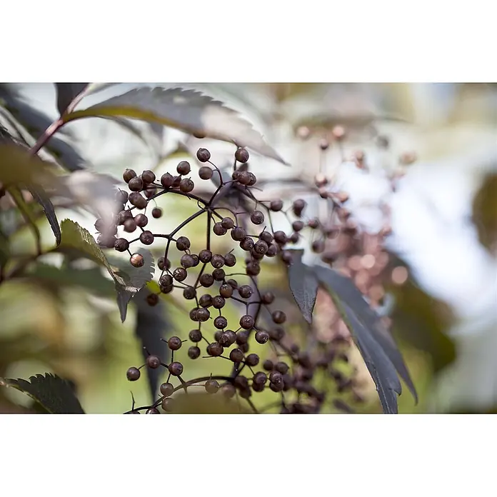 Pflanzen für dich Schwarzer Holunder Schwarzer Holunder - Sambucus nigra 'Black Lace', Rosa, Aktuelle Wuchshöhe: 80 cm - 100 cm - Dunkle, runde Beeren in Büscheln an dünnen, dunklen Zweigen, umgeben von dunklen Blättern.