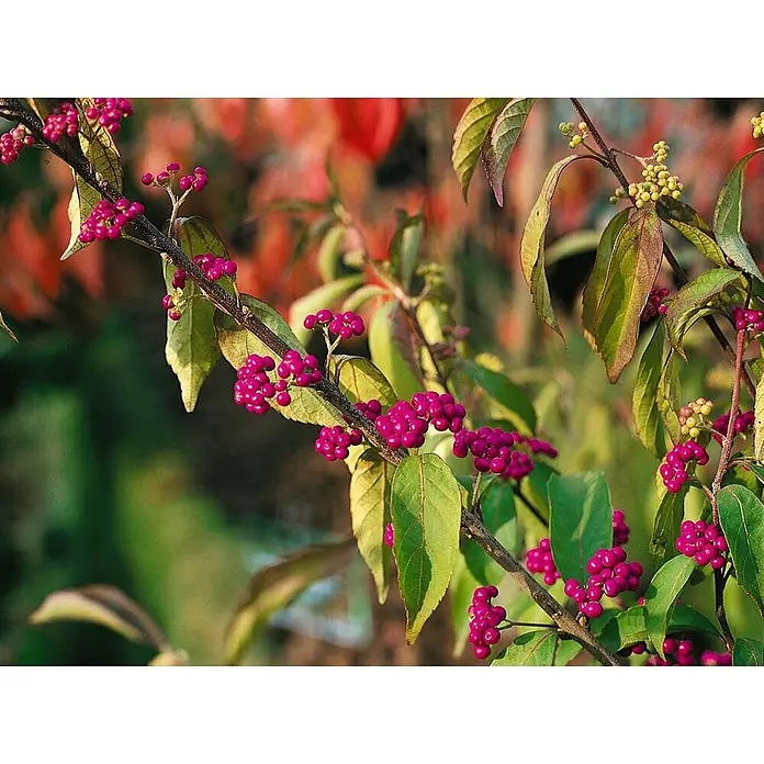 Pflanzen für dich Chinesische Schönfrucht Liebesperlenstrauch - Callicarpa dichotoma 'Issai', Aktuelle Wuchshöhe: 80 cm - 100 cm - Pflanzenzweig dicht besetzt mit leuchtend magentafarbenen Beeren und grünen Blättern, teils mit Bronzetönen.