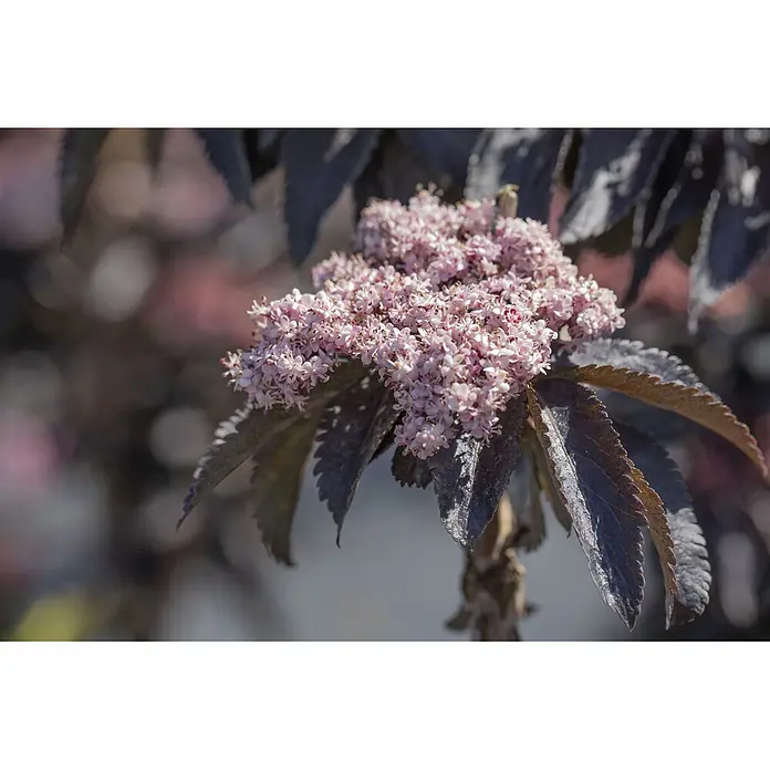 Pflanzen für dich Schwarzer Holunder Schwarzer Holunder - Sambucus nigra 'Black Tower', Rosa, Aktuelle Wuchshöhe: 80 cm - 100 cm - Blühende Pflanze mit rosa Blütenständen und dunklen, gezackten Blättern.
