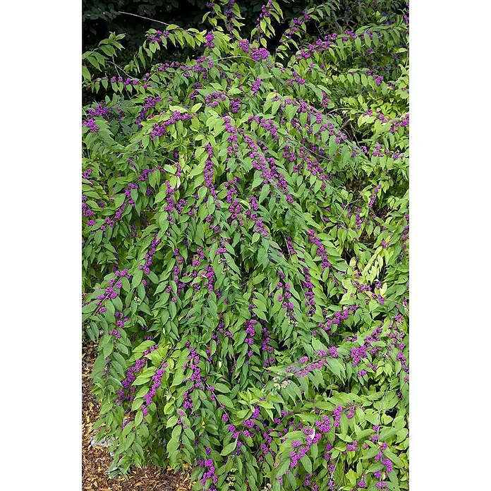 Pflanzen für dich Chinesische Schönfrucht Liebesperlenstrauch - Callicarpa dichotoma 'Issai', Aktuelle Wuchshöhe: 80 cm - 100 cm - Üppiger grüner Strauch mit reichen Trauben leuchtend lila Beeren entlang seiner Äste, den Herbst ankündigend.