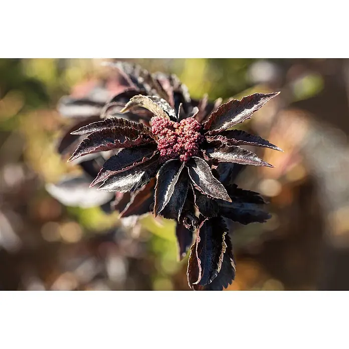 Pflanzen für dich Schwarzer Holunder Schwarzer Holunder - Sambucus nigra 'Black Tower', Rosa, Aktuelle Wuchshöhe: 80 cm - 100 cm - Pflanze mit dunklen, strukturierten Blättern und gruppierten roten Blütenknospen.