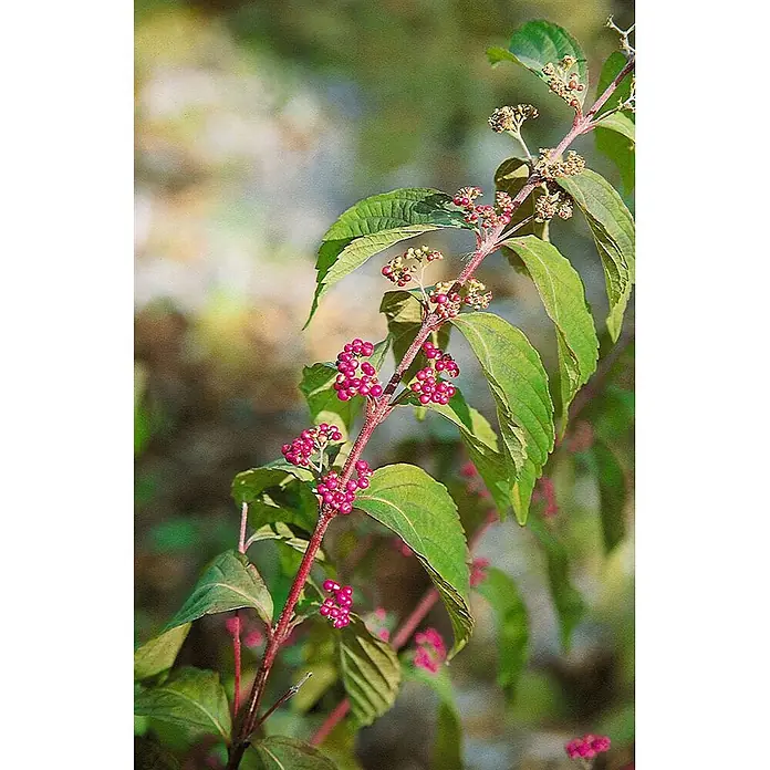Pflanzen für dich Chinesische Schönfrucht Liebesperlenstrauch - Callicarpa dichotoma 'Issai', Aktuelle Wuchshöhe: 80 cm - 100 cm - Zweig einer Pflanze mit Büscheln kleiner, leuchtend pinker Beeren und grünen Blättern an einem rötlichen Stiel.