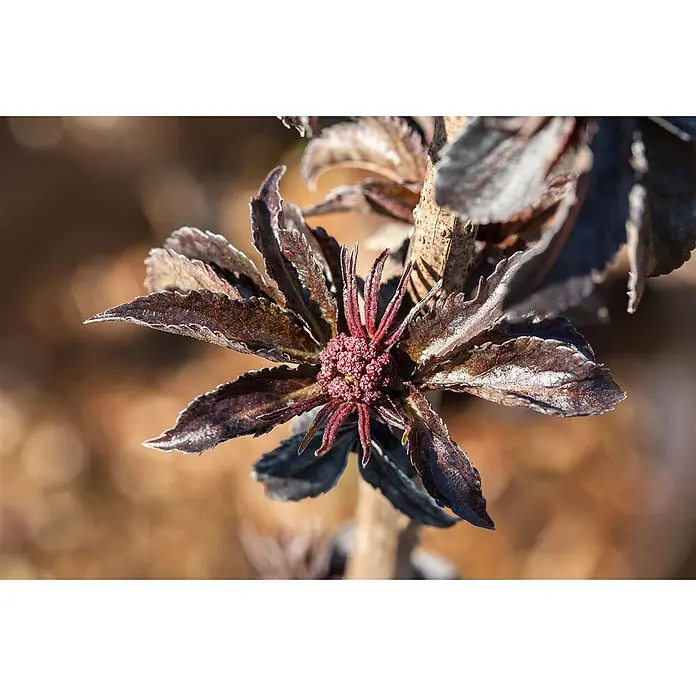Pflanzen für dich Schwarzer Holunder Schwarzer Holunder - Sambucus nigra 'Black Tower', Rosa, Aktuelle Wuchshöhe: 80 cm - 100 cm - Nahaufnahme einer dunklen Pflanze mit rötlich-braunen, leicht bereiften Blättern und prominenten kastanienbraunen Blütenknospen.