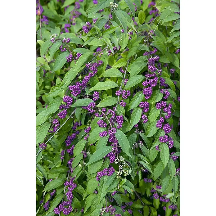 Pflanzen für dich Chinesische Schönfrucht Liebesperlenstrauch - Callicarpa dichotoma 'Issai', Aktuelle Wuchshöhe: 80 cm - 100 cm - Üppiges grünes Laub mit zahlreichen Trauben kleiner, leuchtend violetter Beeren, typisch für einen Schönfruchtstrauch.