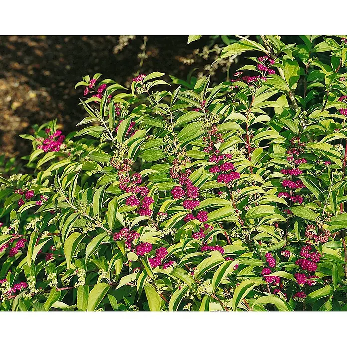 Pflanzen für dich Chinesische Schönfrucht Liebesperlenstrauch - Callicarpa dichotoma 'Issai', Aktuelle Wuchshöhe: 80 cm - 100 cm - Ein leuchtend grüner Strauch mit Büscheln von leuchtend violetten Beeren und hellgrünem Neuaustrieb.