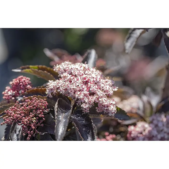 Pflanzen für dich Schwarzer Holunder Schwarzer Holunder - Sambucus nigra 'Black Tower', Rosa, Aktuelle Wuchshöhe: 80 cm - 100 cm - Nahaufnahme von rosa-weißen Blüten mit roten Zentren und dunklen violetten Blättern an einer blühenden Pflanze.