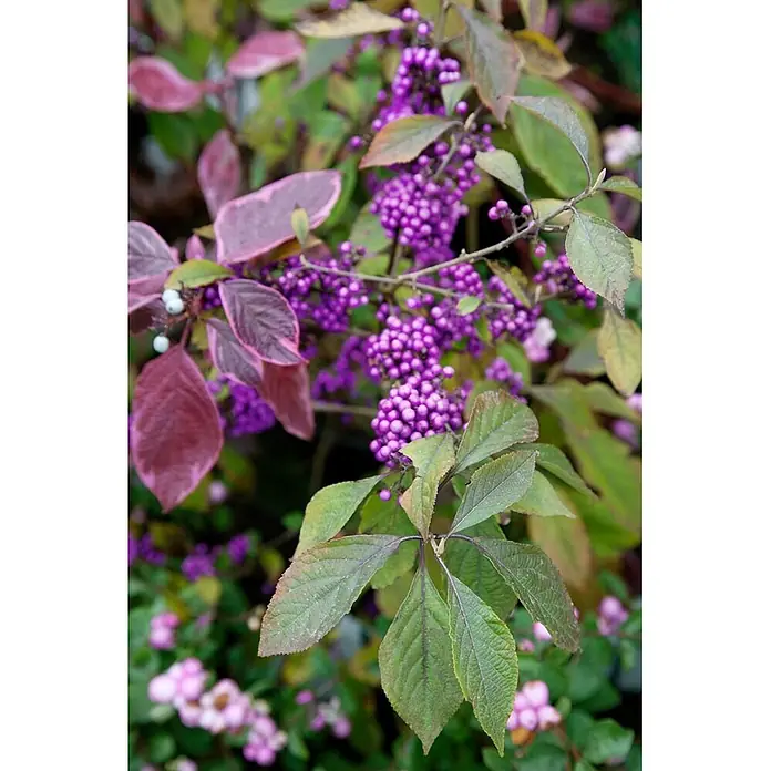 Pflanzen für dich Chinesische Schönfrucht Liebesperlenstrauch - Callicarpa bodinieri, Aktuelle Wuchshöhe: 80 cm - 100 cm - Schönfruchtstrauch mit leuchtend violetten Beeren und grünen, teils purpurfarbenen Blättern.