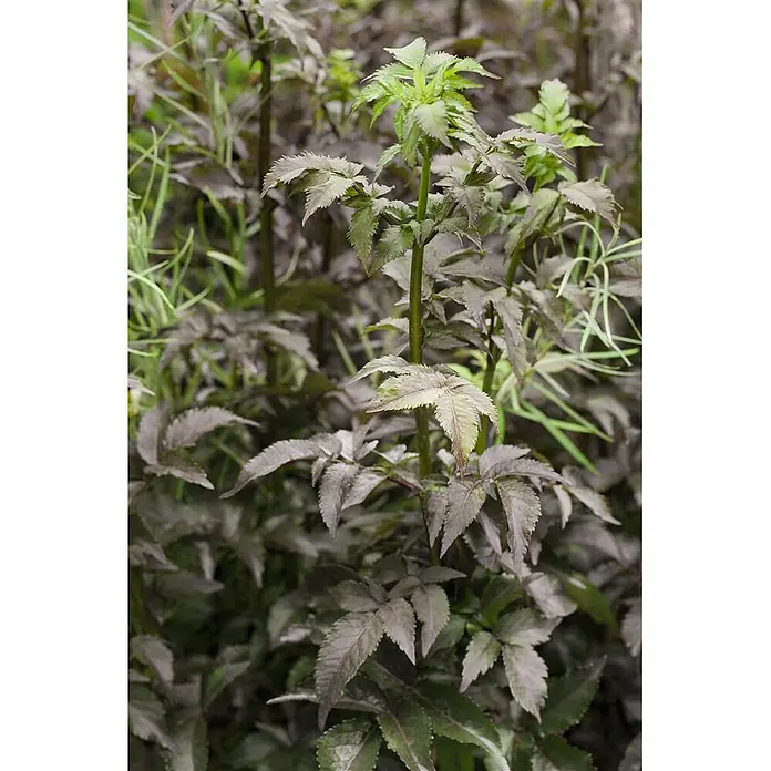 Pflanzen für dich Schwarzer Holunder Schwarzer Holunder - Sambucus nigra 'Black Tower', Rosa, Aktuelle Wuchshöhe: 80 cm - 100 cm - Aufrechte Pflanze mit dunklen, tief gezackten Blättern; hellgrünes neues Laub an der Spitze.